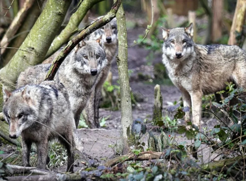 Final tragic pentru o haită de lupi dintr-un parc natural britanic: animalele vor fi eutanasiate după ce s-au atacat violent între ele