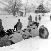 Iarna în Ținutul Pădurenilor, anul 1928  Foto Denis Galloway  Muzeul etnografic al Transilvaniei (2) jpg