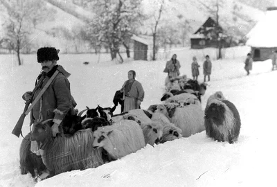Iarna în Ținutul Pădurenilor, anul 1928 Foto Denis Galloway Muzeul etnografic al Transilvaniei (2) jpg