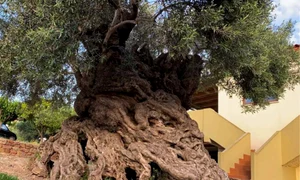 maslin creta 4000 ani jpg