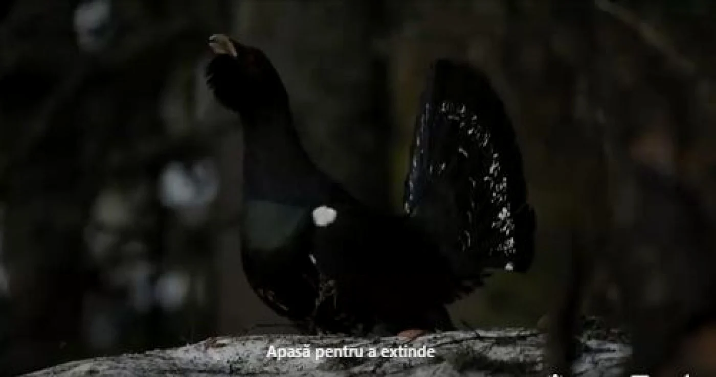 Cocoşul de munte, în Parcul Naţional Piatra Craiului Captură video: Remus Cucu / Romsilva