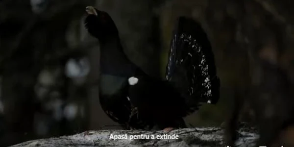 Romsilva