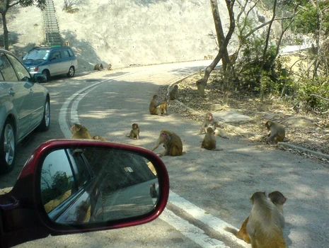 Maimuţe în parcul Kam Shan, foto Facebook