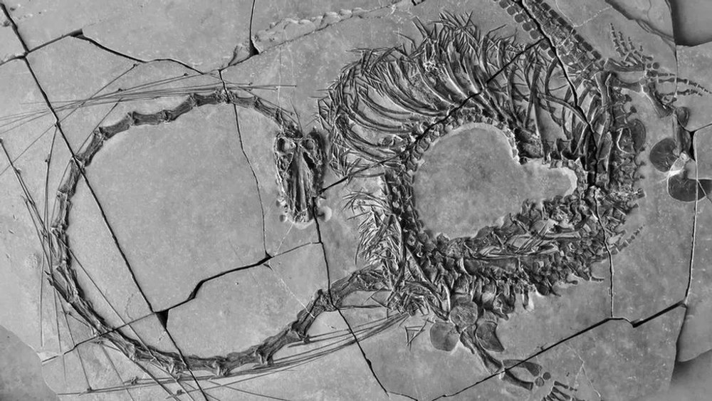 O fosilă „dragon”, veche de 240 de milioane de ani, descoperită în sudul Chinei
