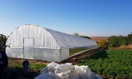 solar cannabis 0 jpeg