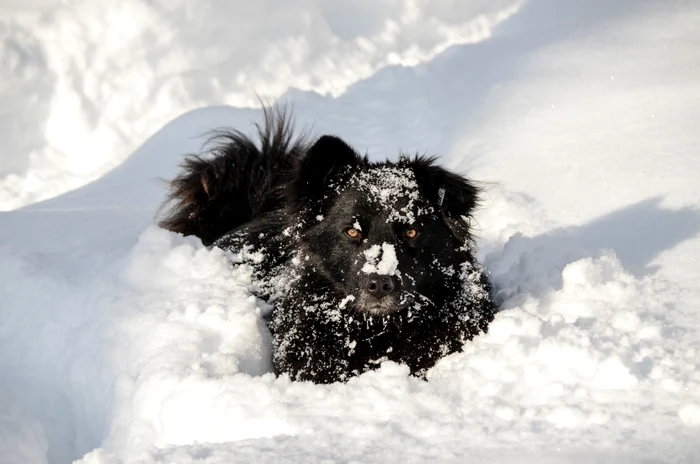 Câinele maidanez a încălzit-o pe fetiță pe timpul nopții - foto Shutterstock