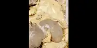 grasime 1 gif gif