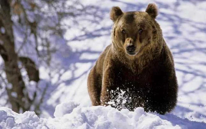 În 2 februarie, ursul iese din bârlog    Foto: imperialtransilvania.com