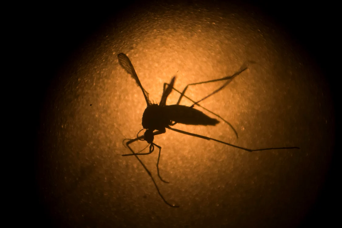 
    Este confirmat faptul că virusul Zika se transmite și pe cale sexuală  