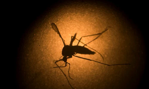 aptopix brazil zika virus 1 jpeg
