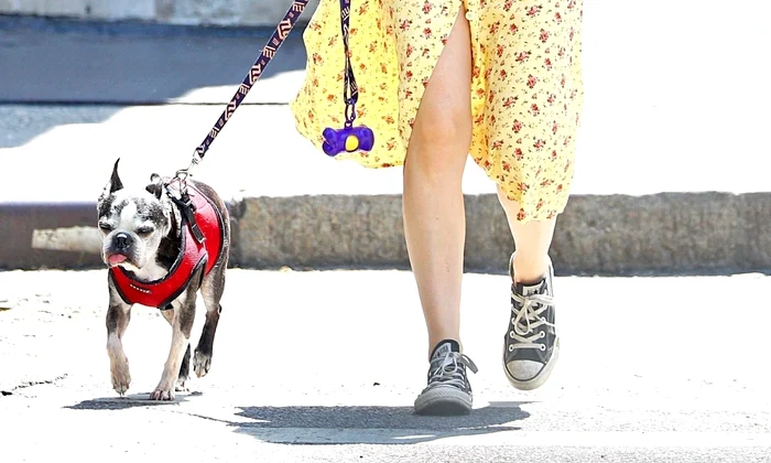 *EXCLUSIVE* Kate Mara walks her beloved pooch Lucius in NYC jpeg