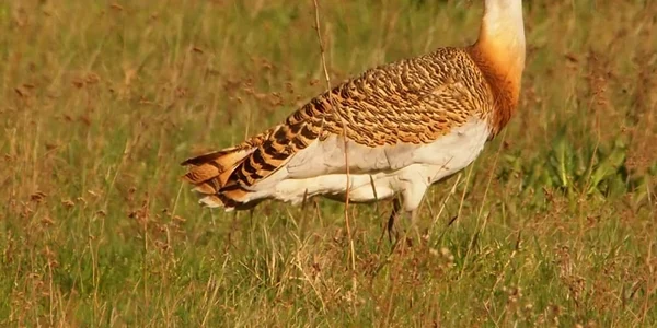 dropie foto septimiu bizo