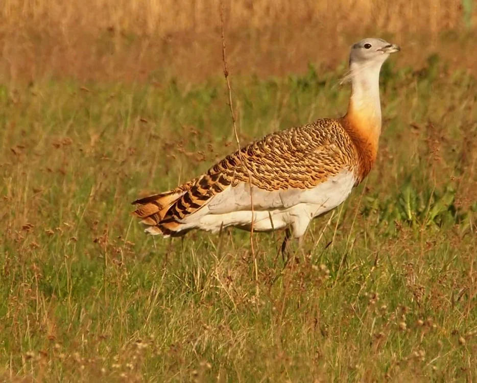 Fotograful wild life Septimiu Bizo a fotografiat această dropie în Ungaria. FOTO: Septimiu Bizo