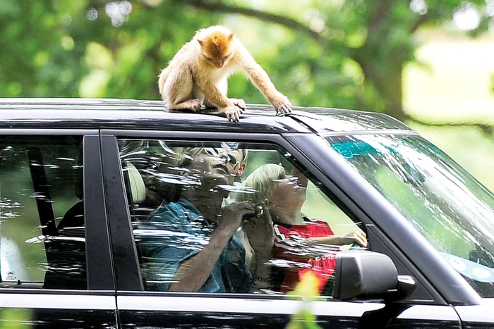 Actorul Sylvester Stallone (Fotografii: guliver/splashnews/reuters)