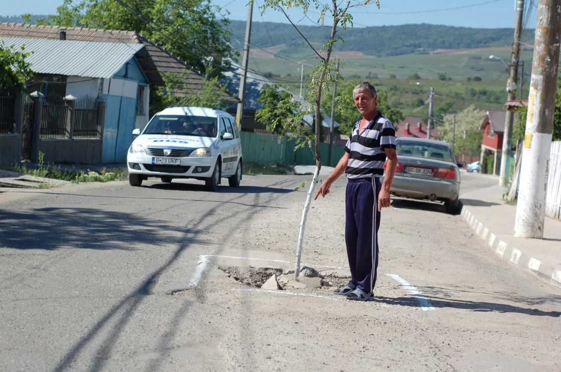 Petru Patraş ne arată salcâmul plantat în mijlocul drumului FOTO:adevarul
