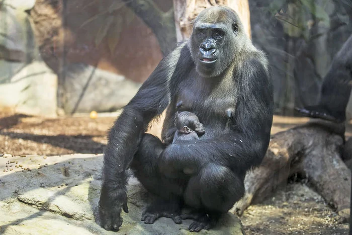 Gorila Shira încă mai aşteaptă ca puiul ei mort de o săptămână să se trezească