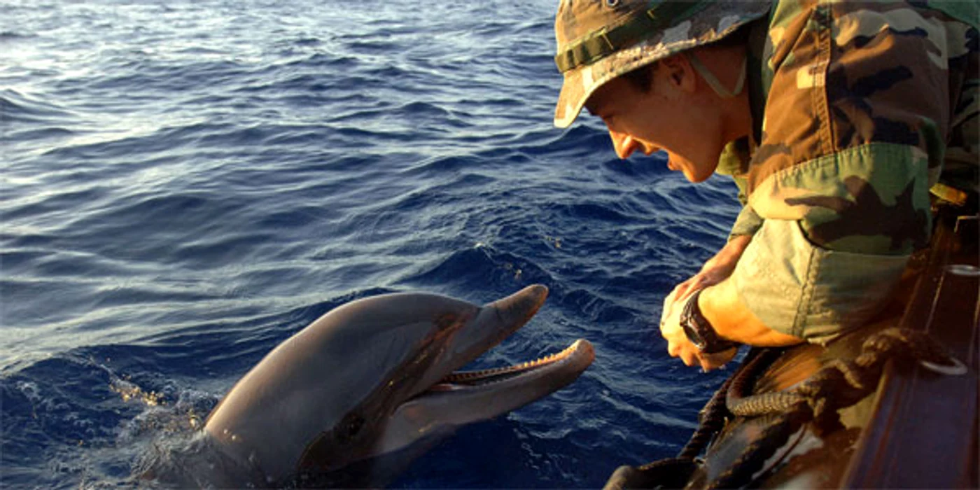 dolphin jpg jpeg