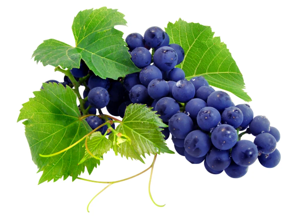 
    Extractul de struguri este un antioxidant de 50 de ori mai puternic decât vitamina E.www.clicksanatate.ro  