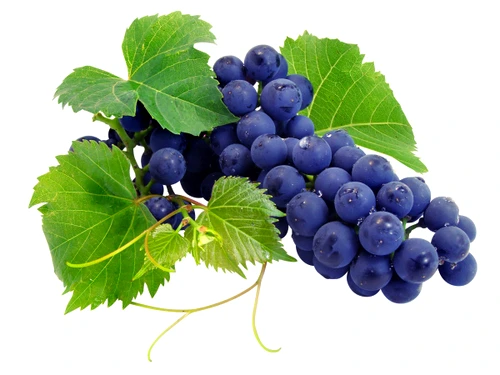 Extractul de struguri este un antioxidant de 50 de ori mai puternic decât vitamina E.www.clicksanatate.ro