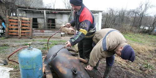 Bihorenii respectă tradiția și taie animalele în fiecare an de ajun