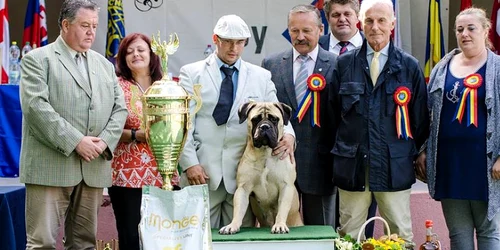 Concurs de frumusete canina