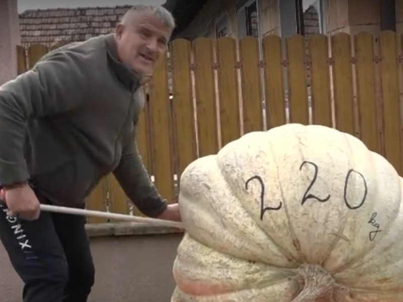 O familie din Mureș a crescut un dovleac de peste 200 de kilograme: l-a udat cu 500 de litri de apă pe zi