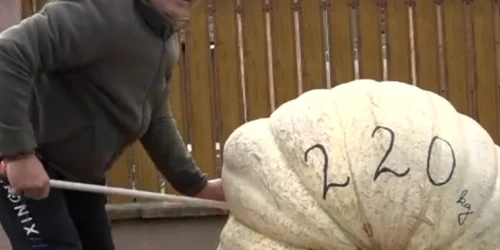 dovleac de 220 de kg in mures foto captura video protv (1) png