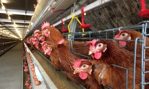 Găini ținute în baterii FOTO Shutterstock 