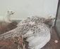 Animale împăiate pe vremea Austro-Ungariei FOTO Ştefan Both