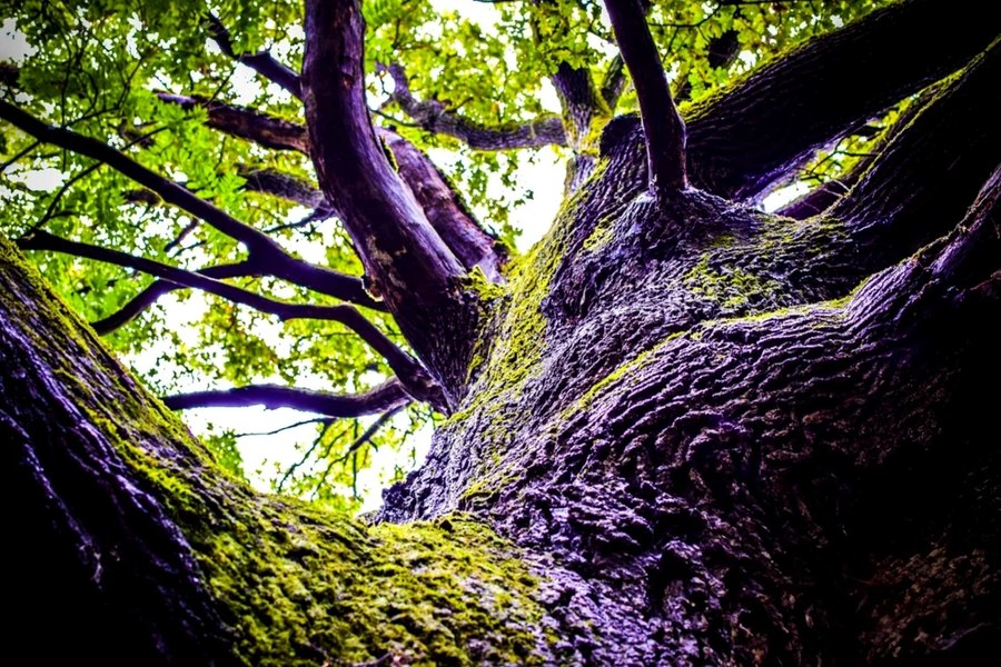 Cel mai bătrân copac din Prahova. Arborele se află la doar 20 kilometri de Ploiești