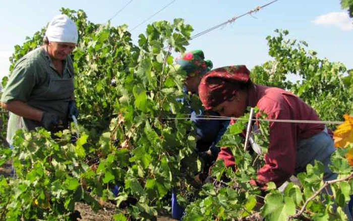 Din cauza secetei, agricultorii se grăbesc să strângă recolta de struguri