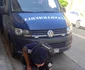 pisica jpg