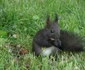 manastire zoo bistrita 10