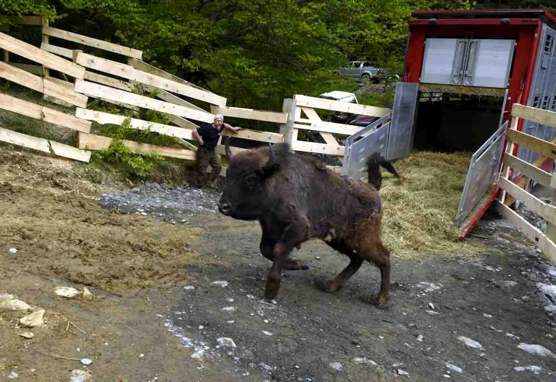 Zimbrii din Armeniș au fost aduși pentru aclimatizare în septembrie 2014, Astăzi e prima lor zi de libertate completăFoto: Rewilding Europe / WWF România
