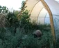 cannabis