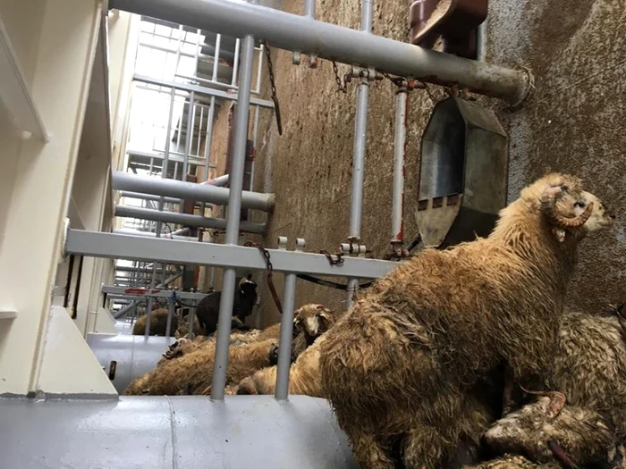 Voluntarii au salvat 120 de oi de pe nava eşuată în Portul Midia, darmai sunt animale care roscă să moară de seteFoto: Animal Society