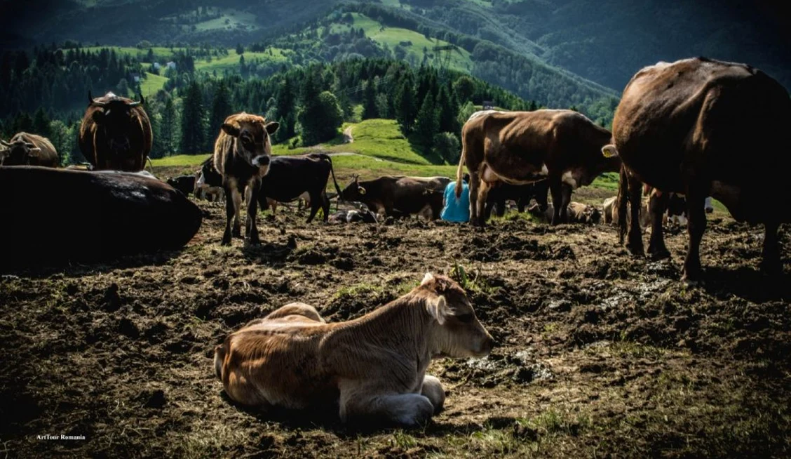 Un crescător de vaci s-a judecat cu Poliția Locală după ce a fost amendat FOTO Arhivă
