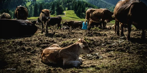 dambovicioara stana de vaci dealul sasului