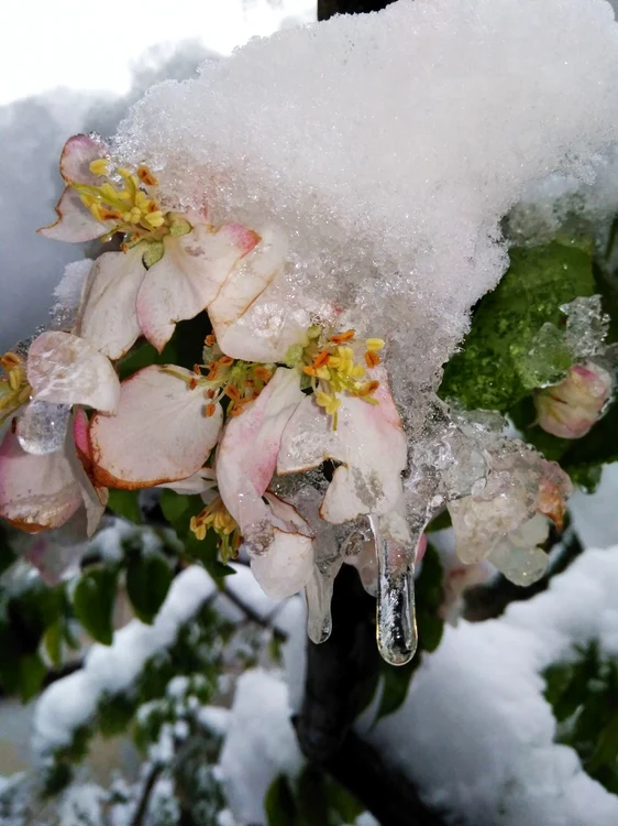 Floare de măr, captivă în zăpadă