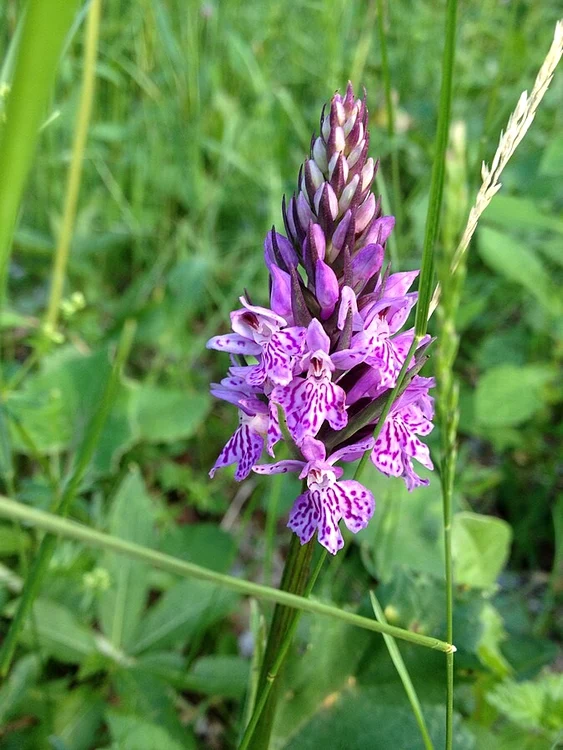 Poroinic (Orchis maculata) specie de orhidee de la Tăul Negru Sursa FOTO Walter Ubelhart