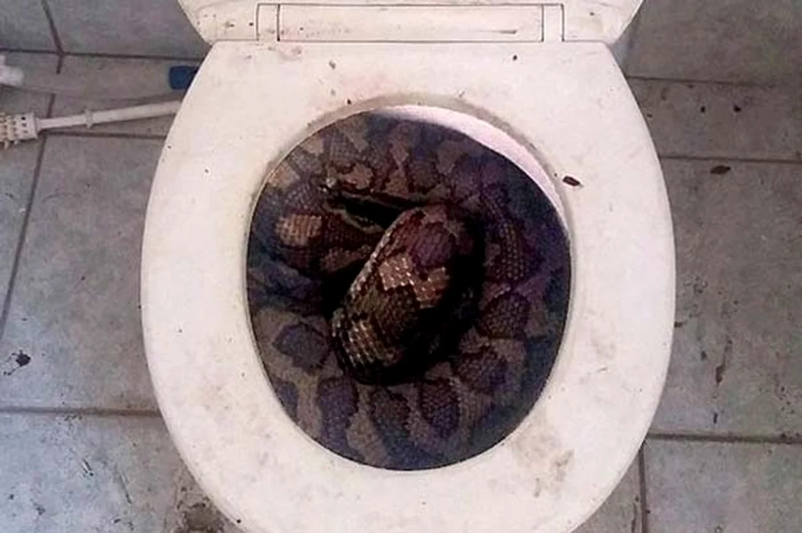Cei doi pitoni s-au cuibărit în vasul de toaletă