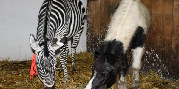 Gradina zoologica de la Ploiesti a cumparat o zebra in valoare de 8000 de euro