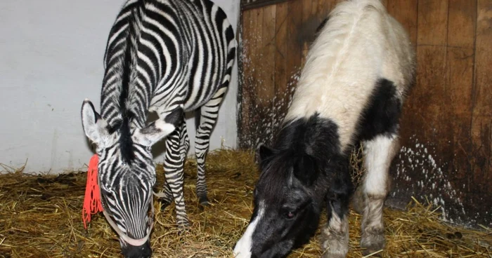 Gradina zoologica de la Ploiesti a cumparat o zebra in valoare de 8000 de euro