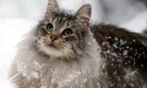 1 47641 original jpg jpeg