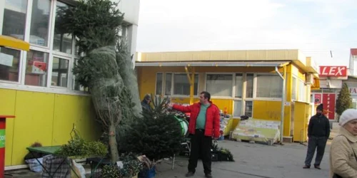 Untilă Farcaş ne arată bradul uriaş, adus din Danemarca.  Foto: G.P. 