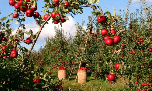 apples 1873078 1280 (1) jpg