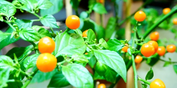 Aji Charapitas ardei iute