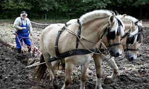 Cine muncește azi, va aduce sărăcia în casă  jpeg