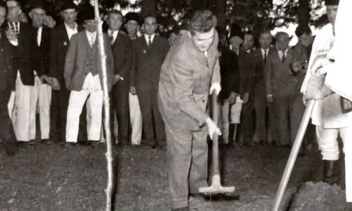 Cum au dat foc ai noștri Gorunului plantat de Nicolae Ceaușescu la Țebea jpeg
