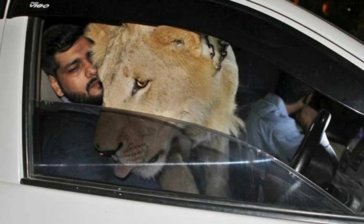 
    Când îl plimbă cu maşina,  fraţii Hussain îl ţin ocupat  pe Simba cu filme Disney  